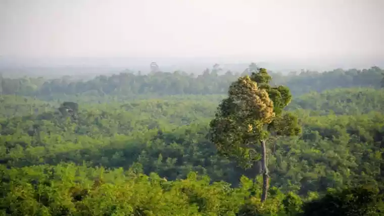 The forests of Myanmar